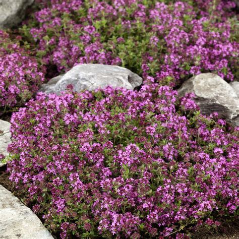 Exploring the Myths and Legends of Creeping Thyme Seeds' Magic Carpet